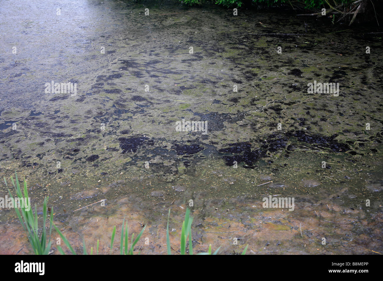 Giftige Blaualgen Bloom in Cambridgeshire Seegrafschaft Peterborough England Großbritannien UK Stockfoto