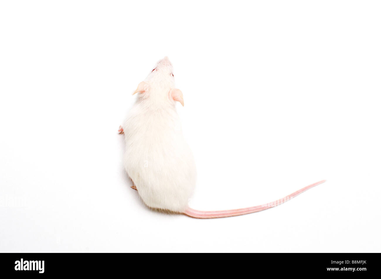 Weiße Maus Stockfoto