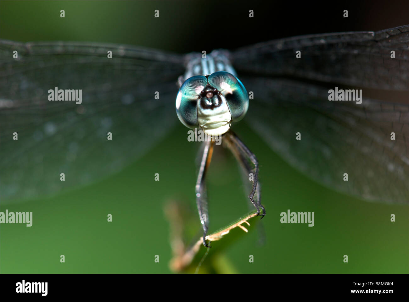 Darner Libelle Familie Aeshnidae costarica Stockfoto