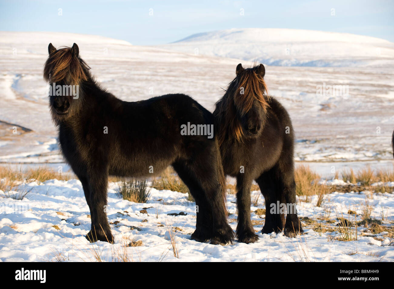 Fell Ponys grasen unter Schnee auf Hochmoor würde Eber fiel, im Hintergrund Ravenstonedale Cumbria Stockfoto