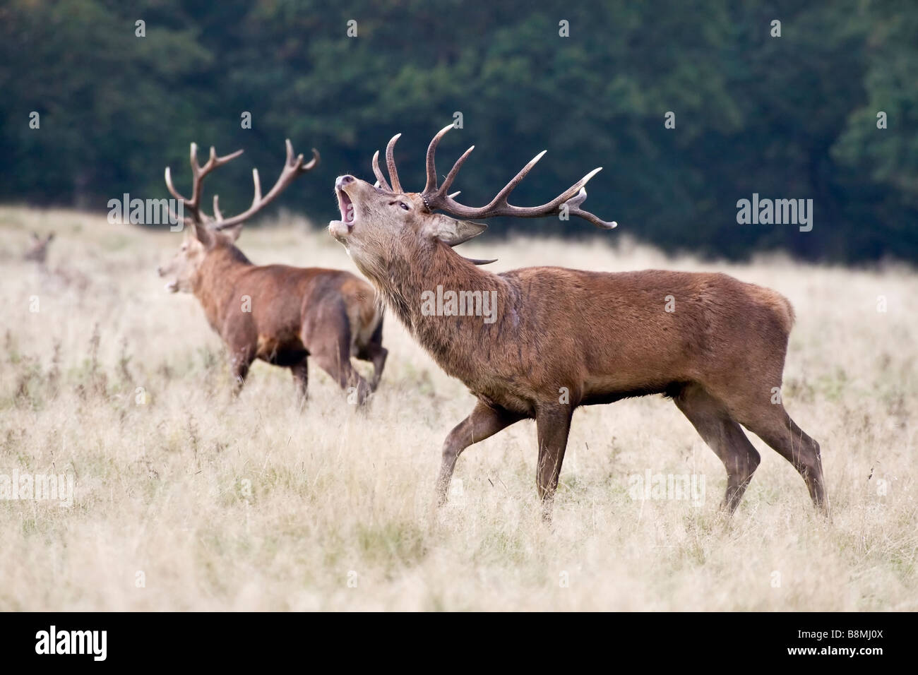 Red Deer Hirsch hallten während der Brunft im Herbst Stockfoto