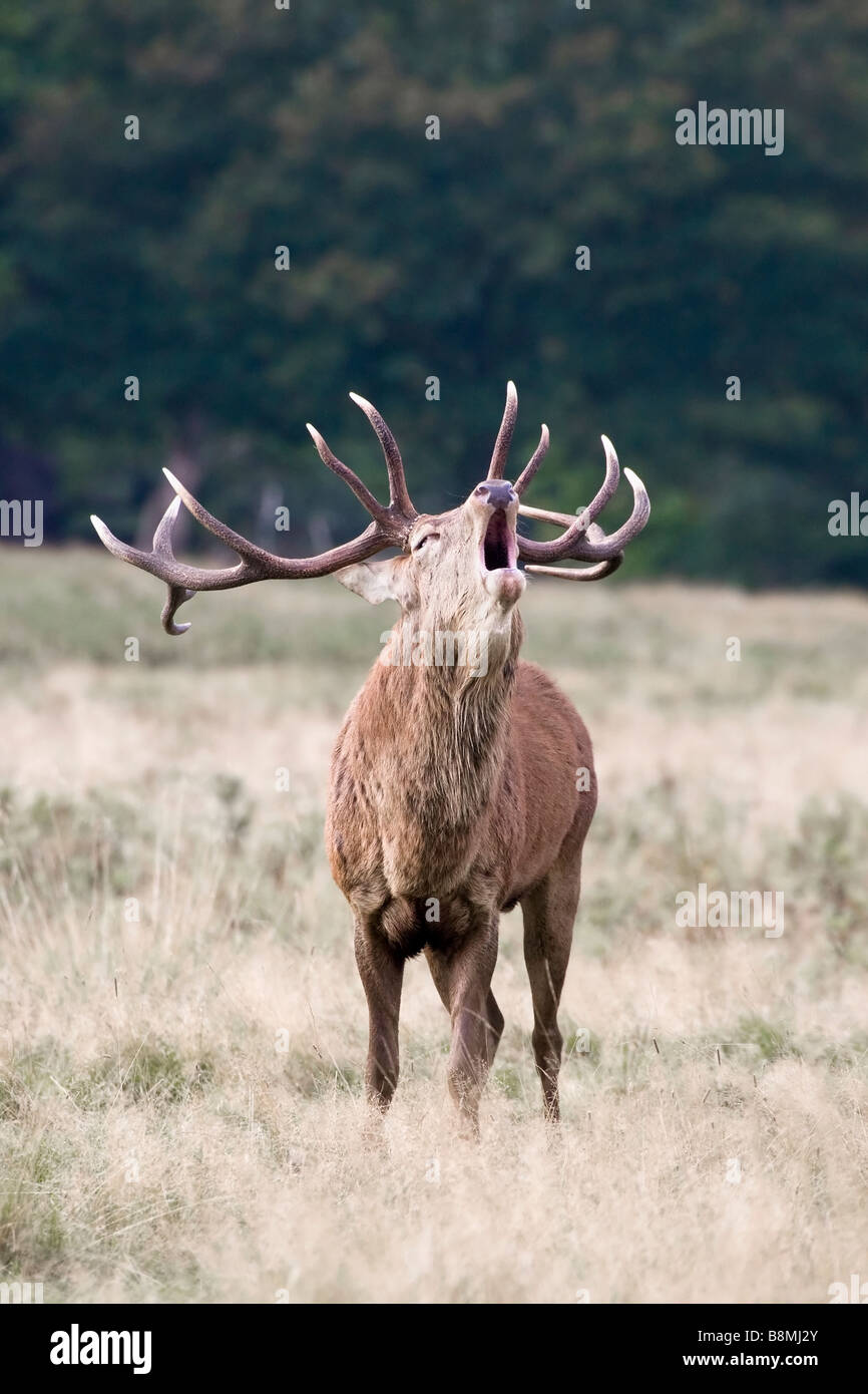 Red Deer Hirsch hallten während der Brunft im Herbst Stockfoto
