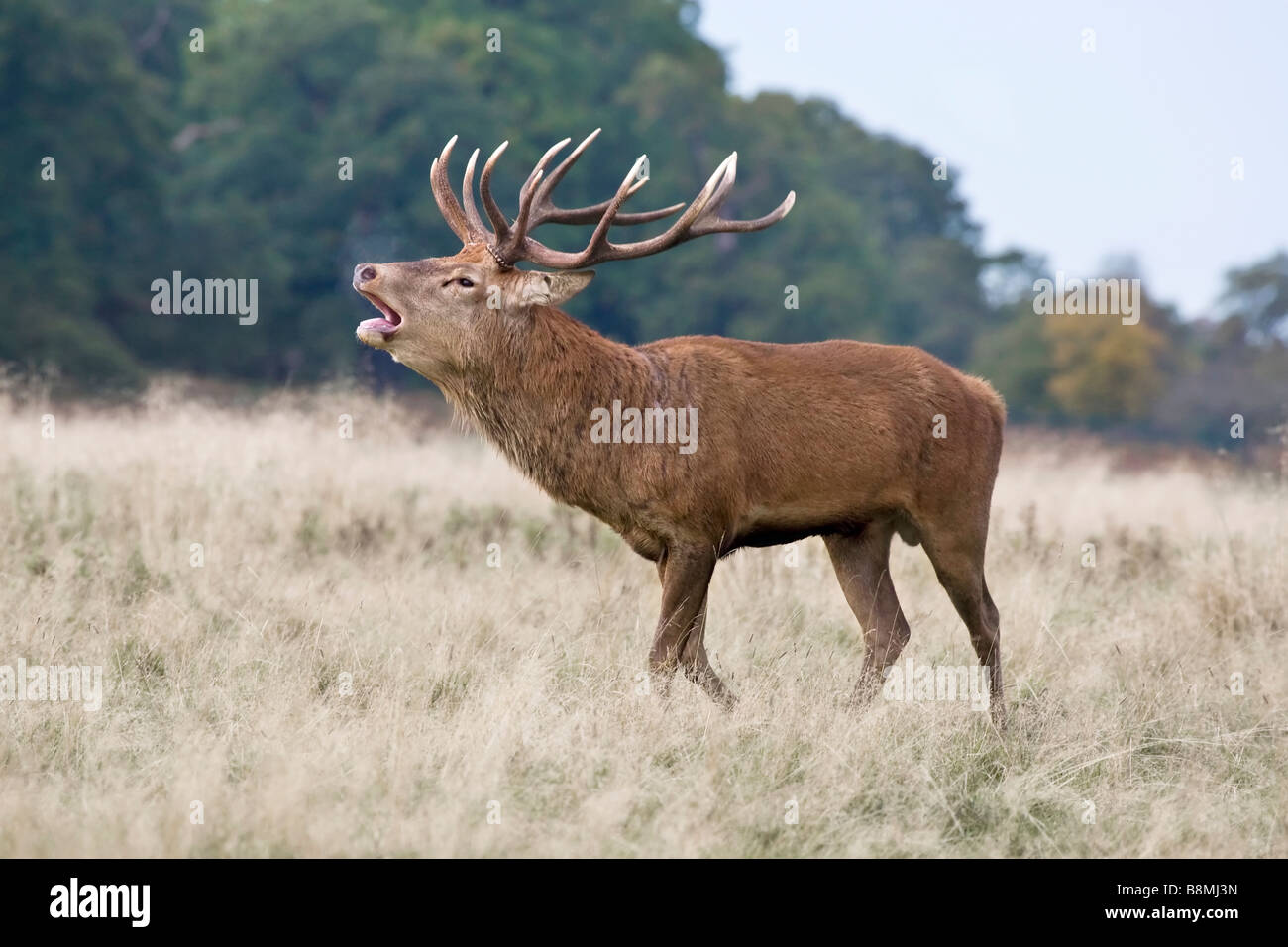 Red Deer Hirsch hallten während der Brunft im Herbst Stockfoto