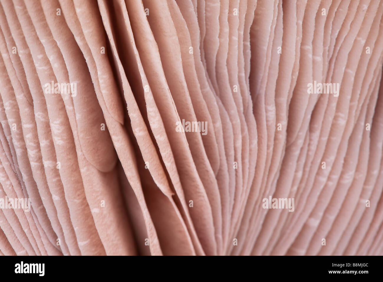 Nahaufnahme eines Pilzes enthüllt seine Textur Stockfoto