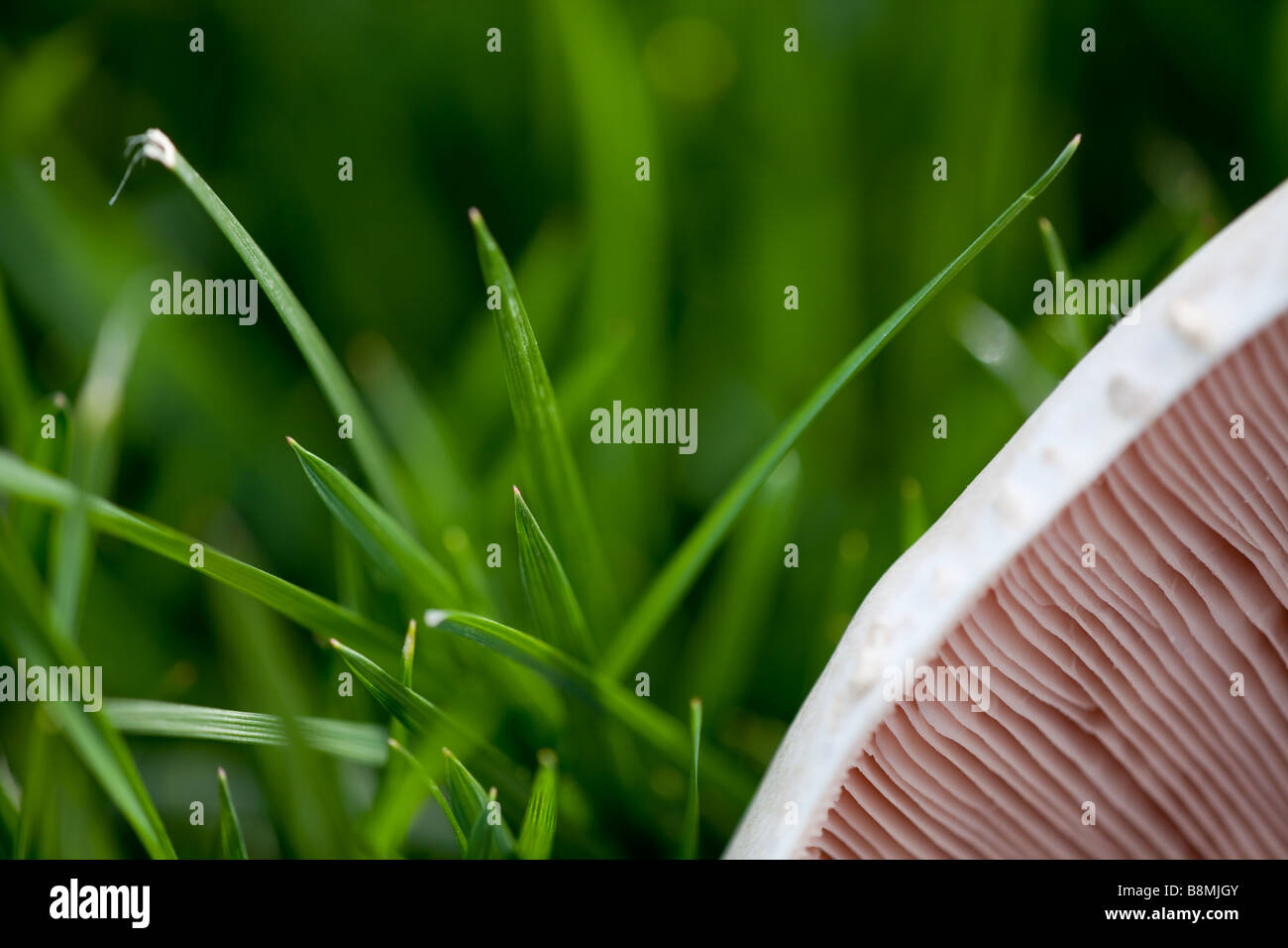 Nahaufnahme eines Pilzes enthüllt seine Textur mit grünen Rasen auf dem Hintergrund Stockfoto