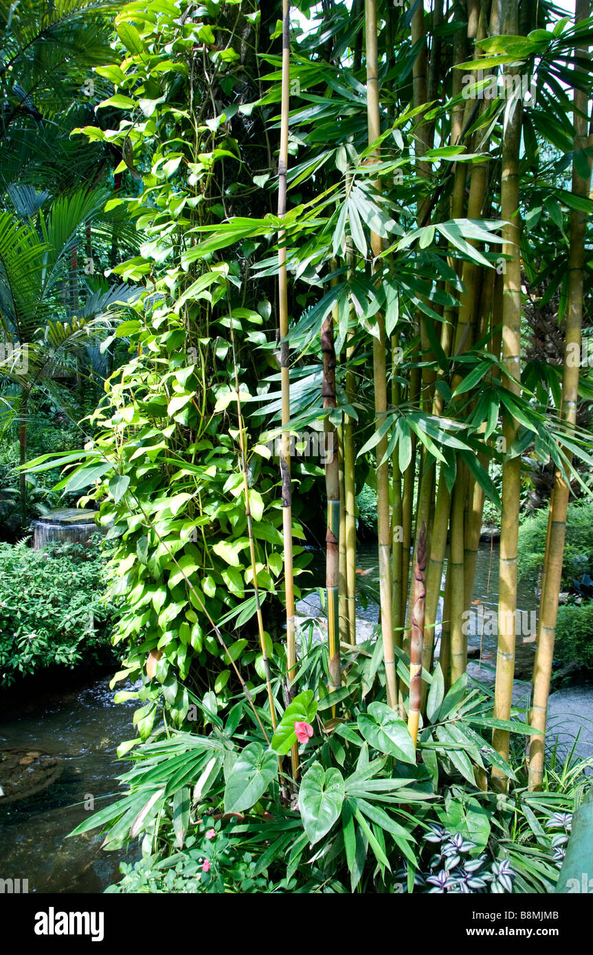 Lake Garden Herzen von Kuala Lumpur Rotwild Schmetterling Vogel Park Carcosa Seri Negara Orchid Hibiscus Garten. Stockfoto
