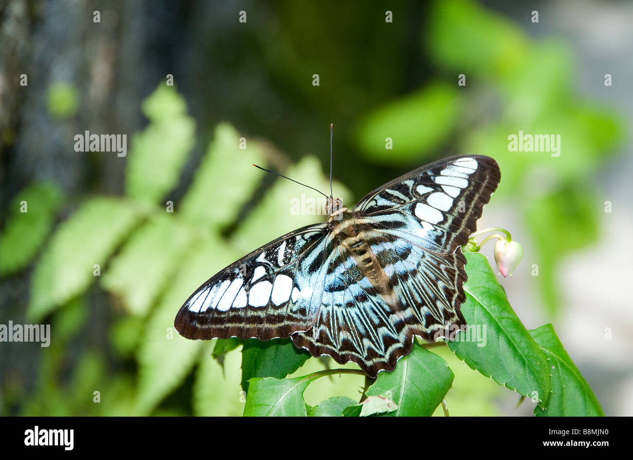 See-Schmetterlingsgarten Herzen von Kuala Lumpur Rotwild Schmetterling Vogel Park Carcosa Seri Negara Orchid Hibiscus Garten. Stockfoto