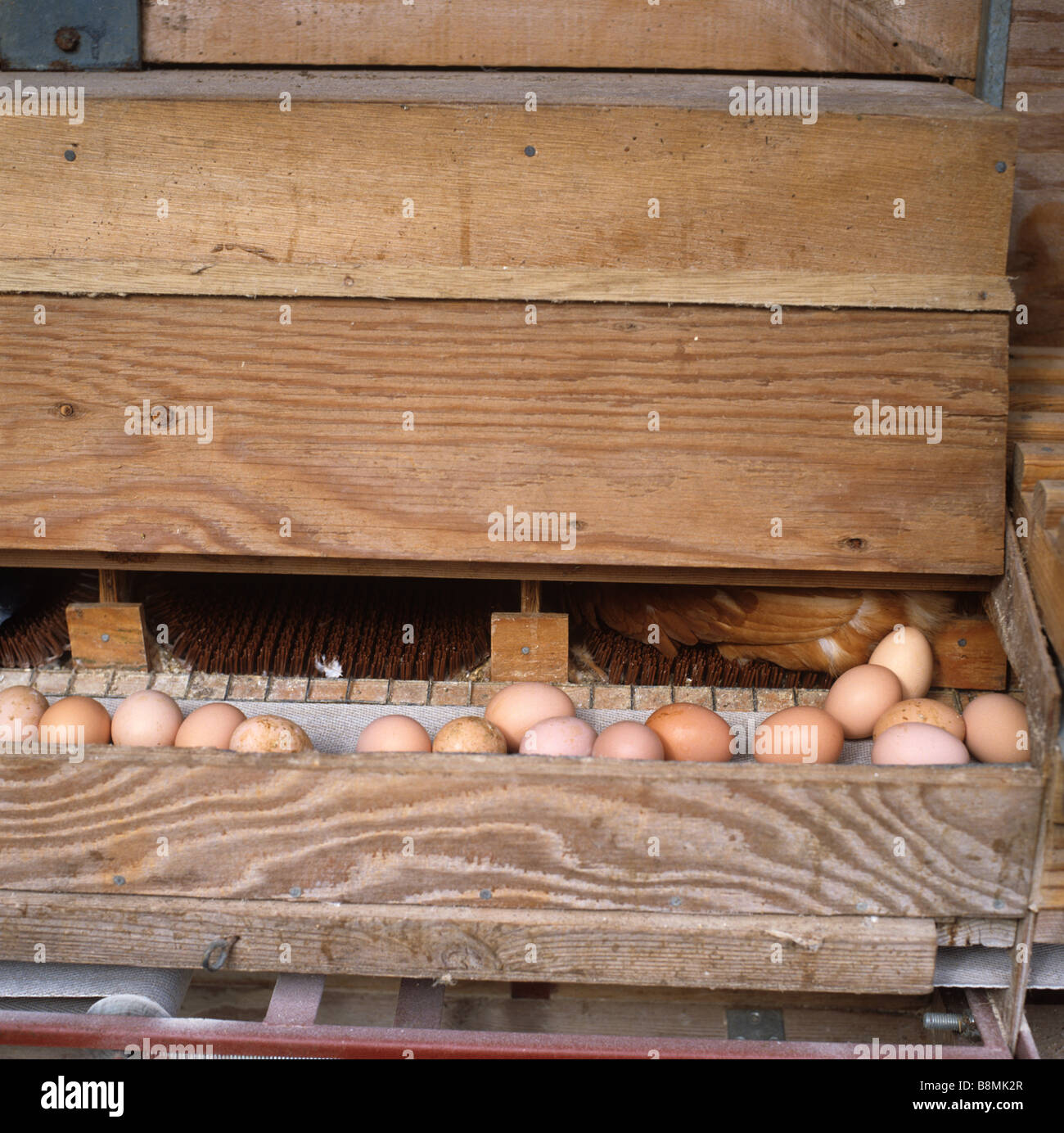 Eiern aus Freilandhaltung Hühner im Hühnerstall direkt auf ein Förderband gelegt Stockfoto