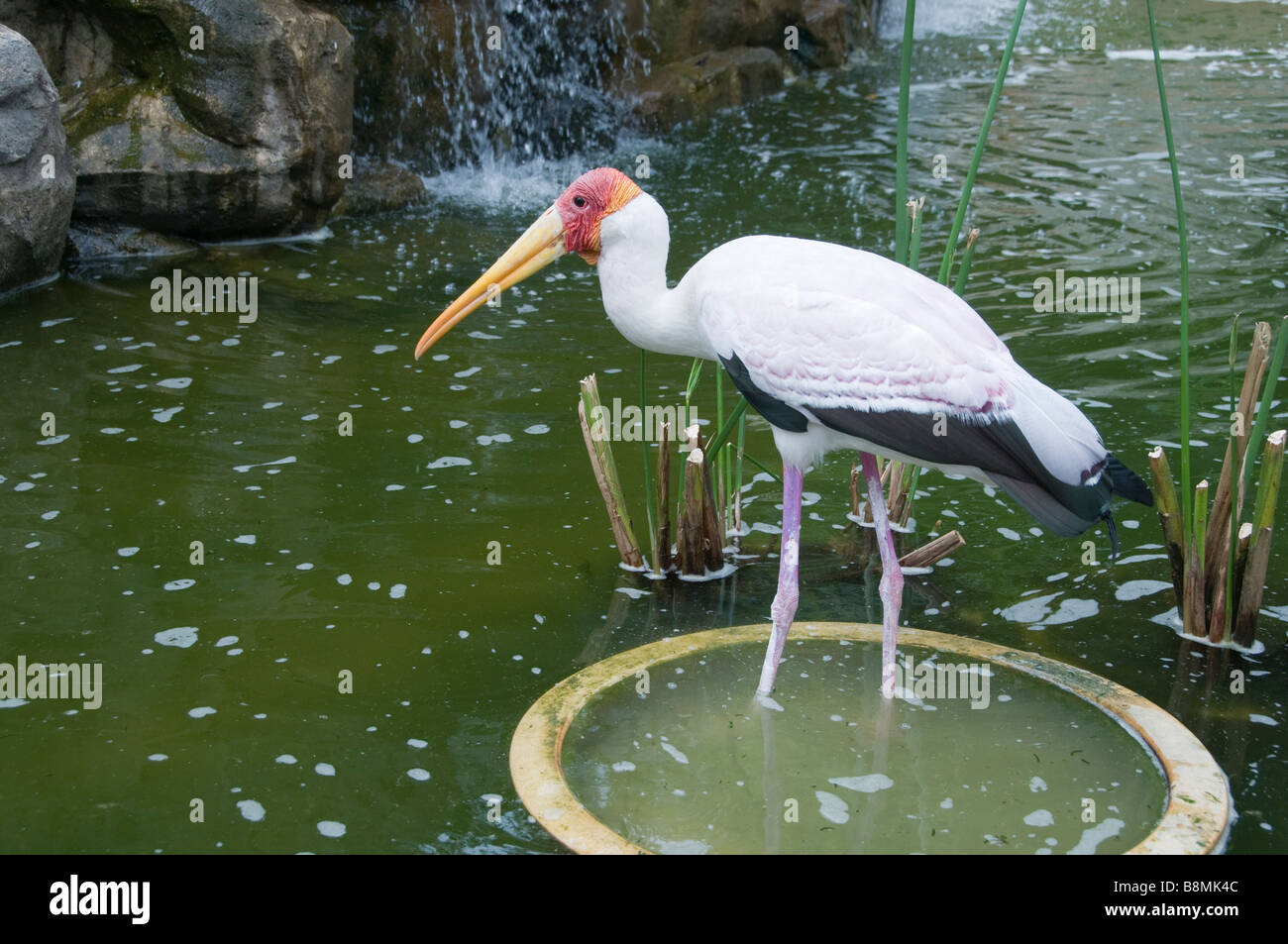 Lake Garden Herzen von Kuala Lumpur Zoo Vogelpark Storch Vogel Stockfoto