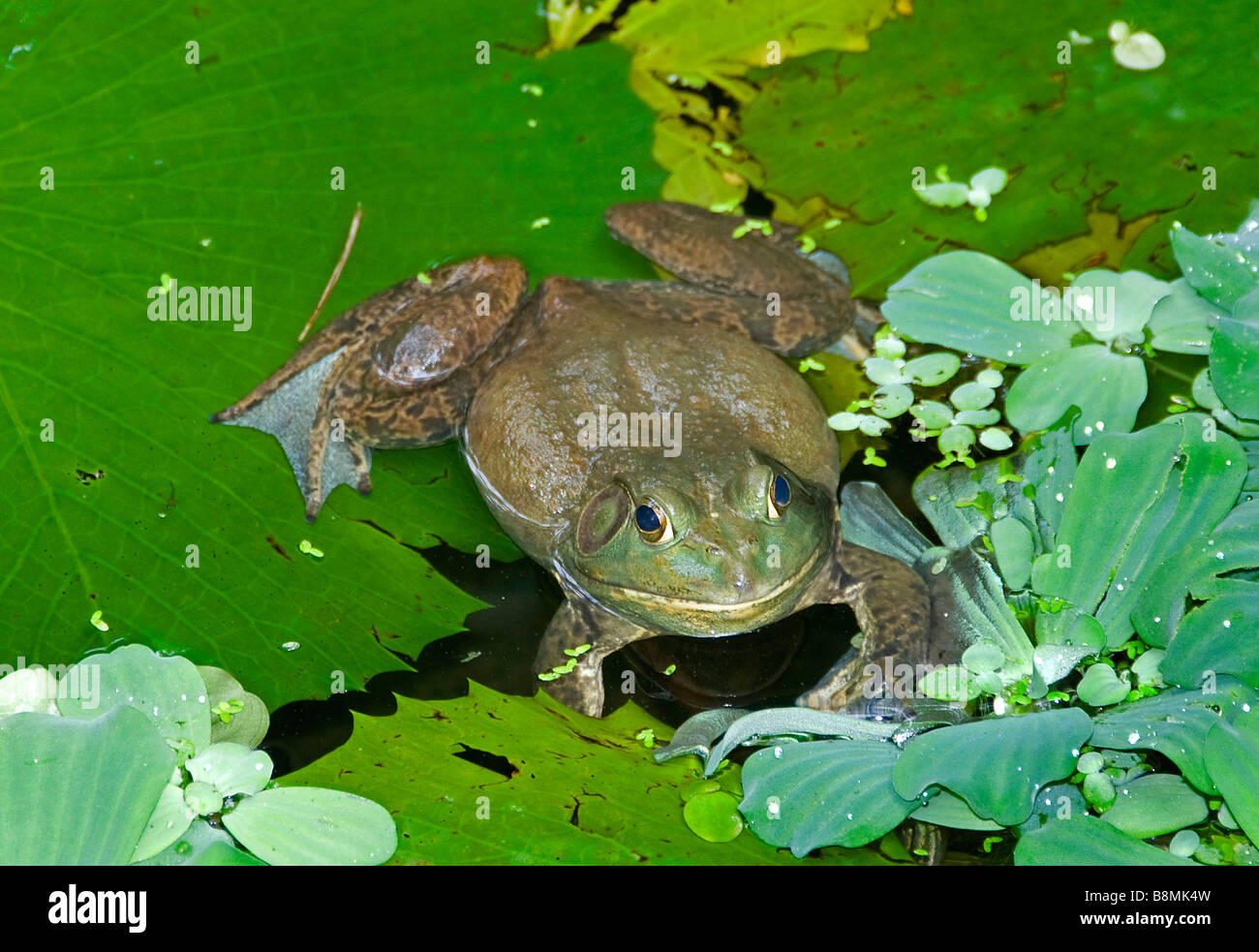 Frog Lake Garden Herzen von Kuala Lumpur Rotwild Schmetterling Vogel Park Carcosa Seri Negara Orchid Hibiscus Garten. Stockfoto