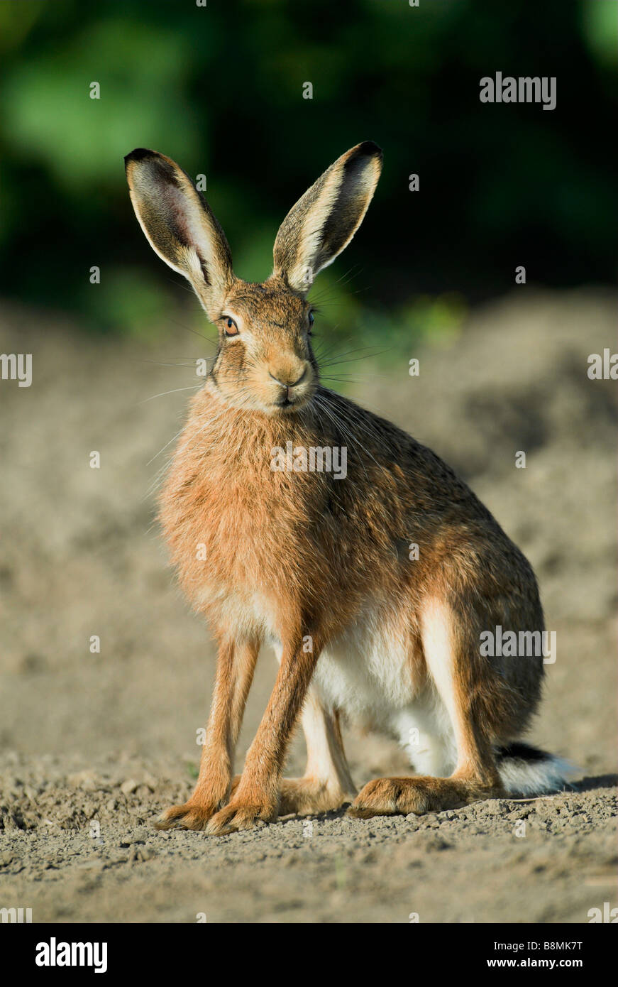 Feldhase Lepus Europaeus UK Stockfoto