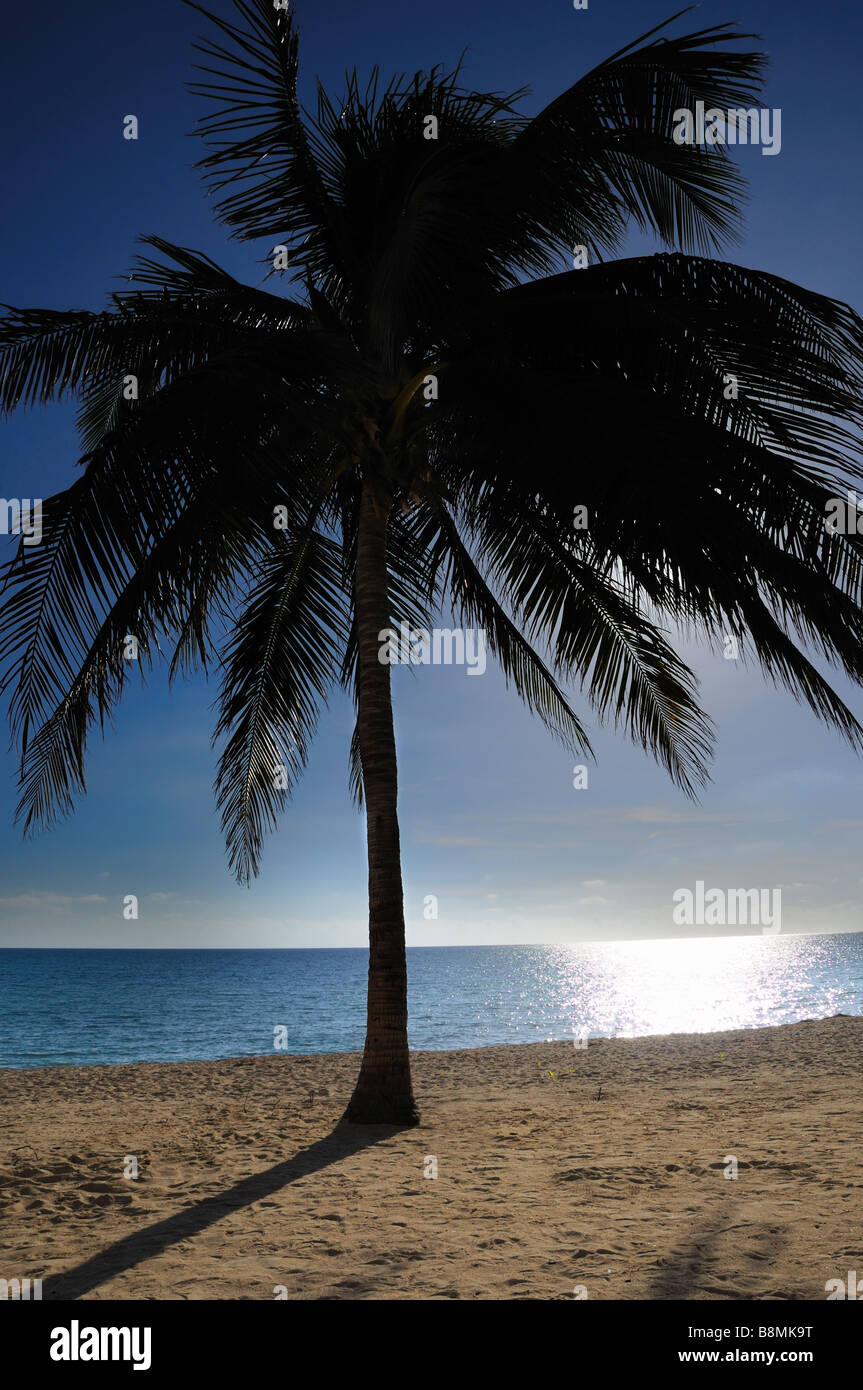 Detail der Kokospalme auf kubanische Tropenstrand Stockfoto