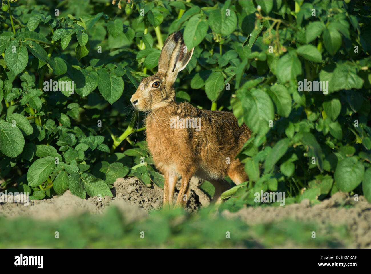 Feldhase Lepus Europaeus UK Stockfoto