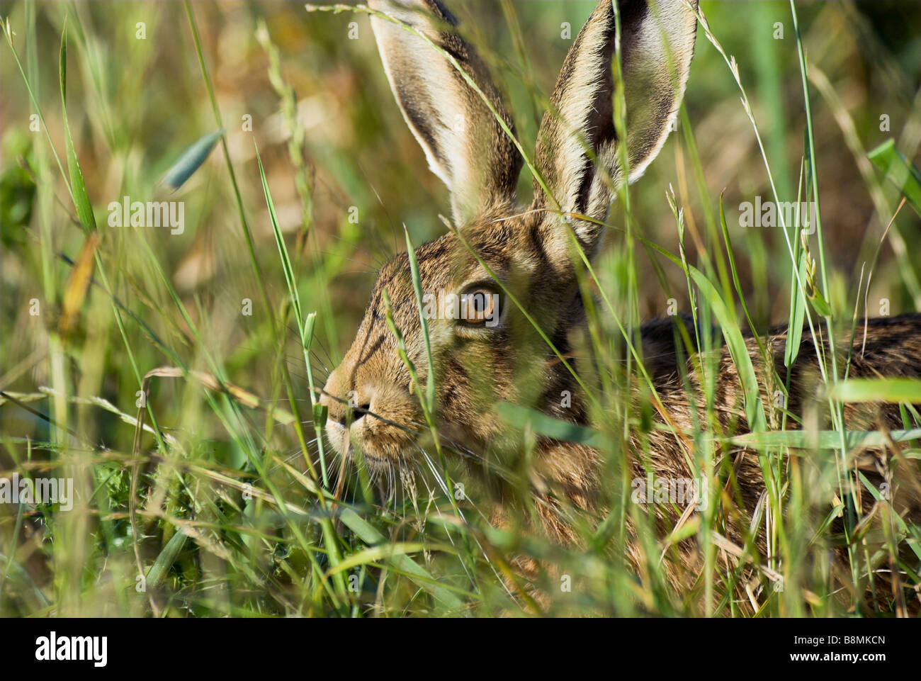 Feldhase Lepus Europaeus UK Stockfoto