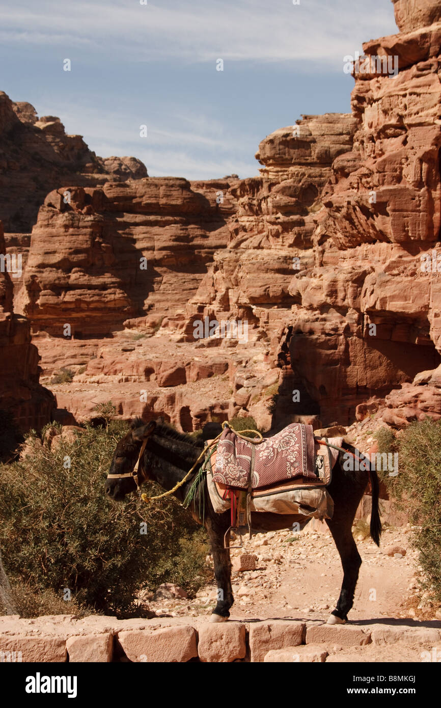 Esel in Petra, Jordanien - nur zu redaktionellen Zwecken Stockfoto