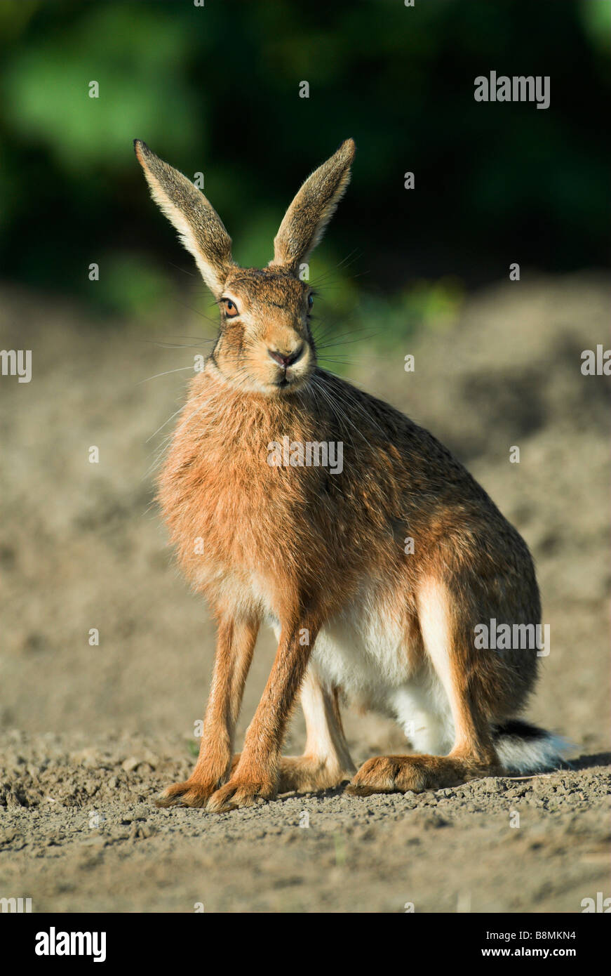 Feldhase Lepus Europaeus UK Stockfoto