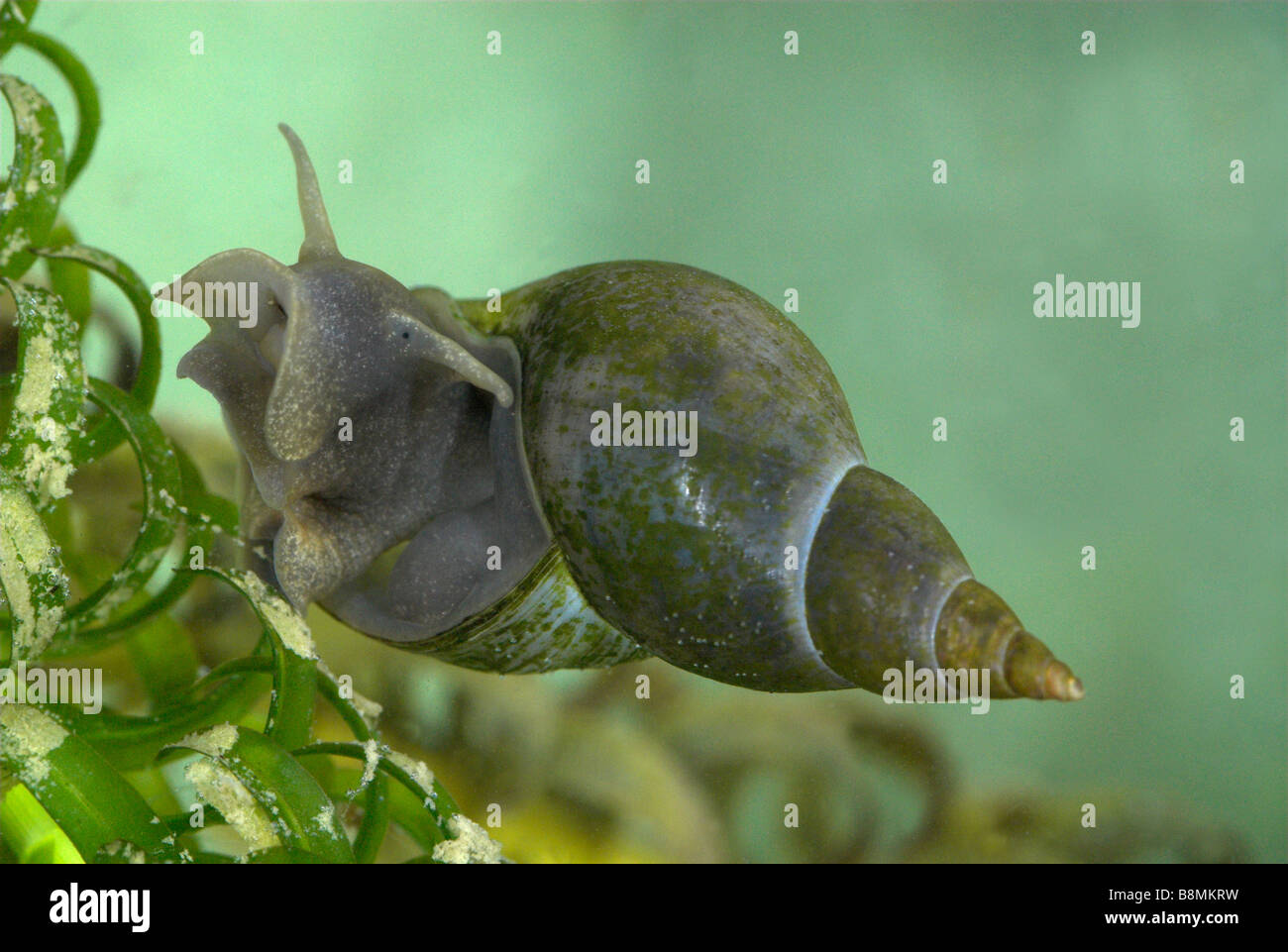 Großer Teich Schnecke Lymnaea Stagnalis UK Stockfotografie Alamy