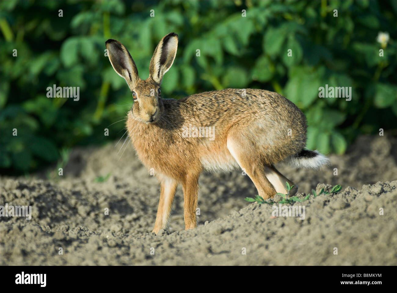 Feldhase Lepus Europaeus UK Stockfoto