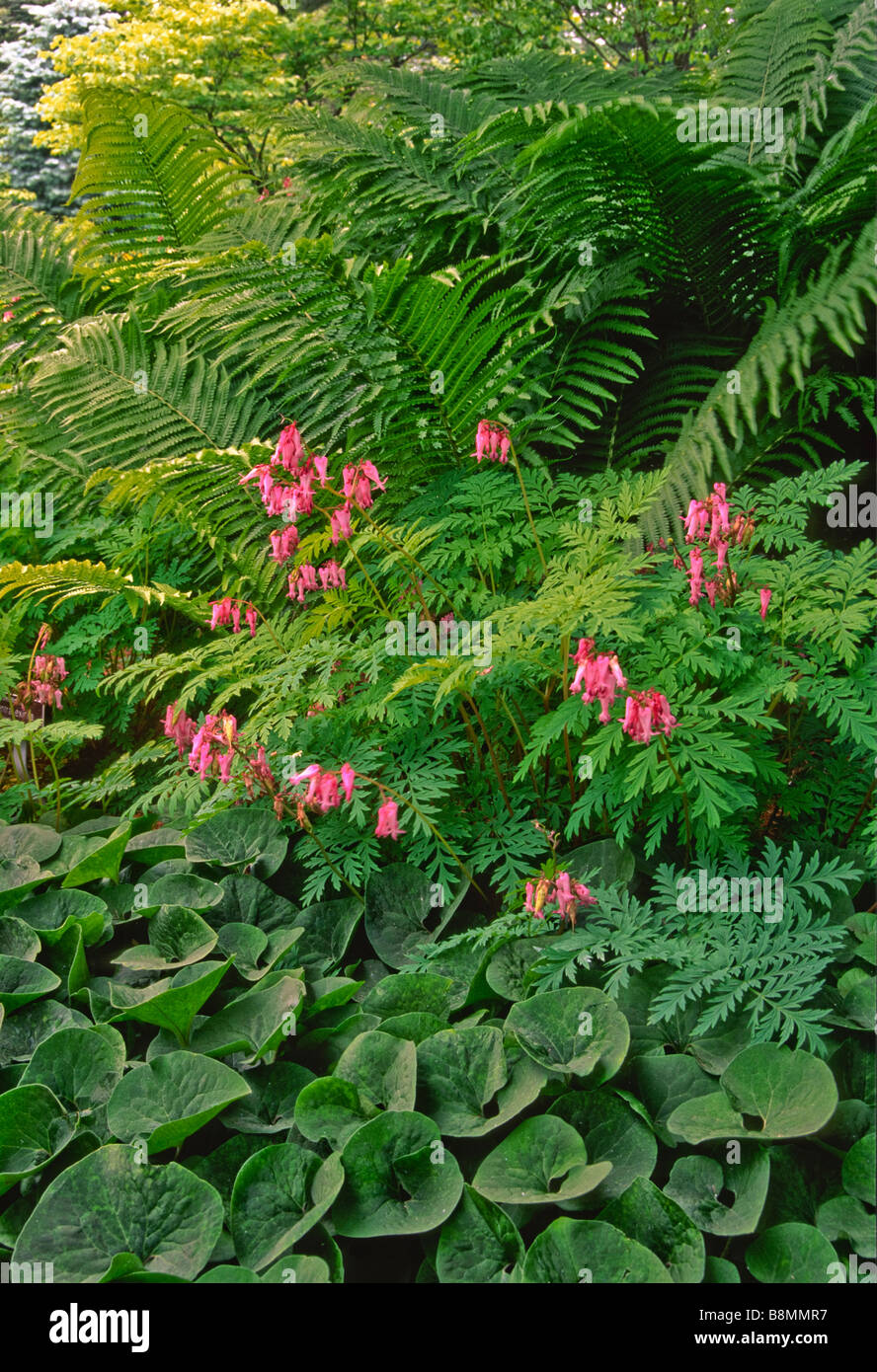 Kombination von Schatten liebende nordamerikanischen einheimischen Pflanzen (Wildblumen) mit kontrastierenden Blatt Formen in eine Schatten-Garten wächst. Stockfoto