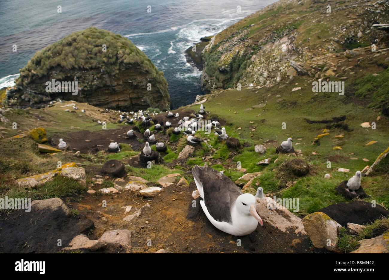 Eine Black-browed Albatross Verschachtelung Kolonie (Thalassarche Melanophrys) auf den Falklandinseln. Stockfoto