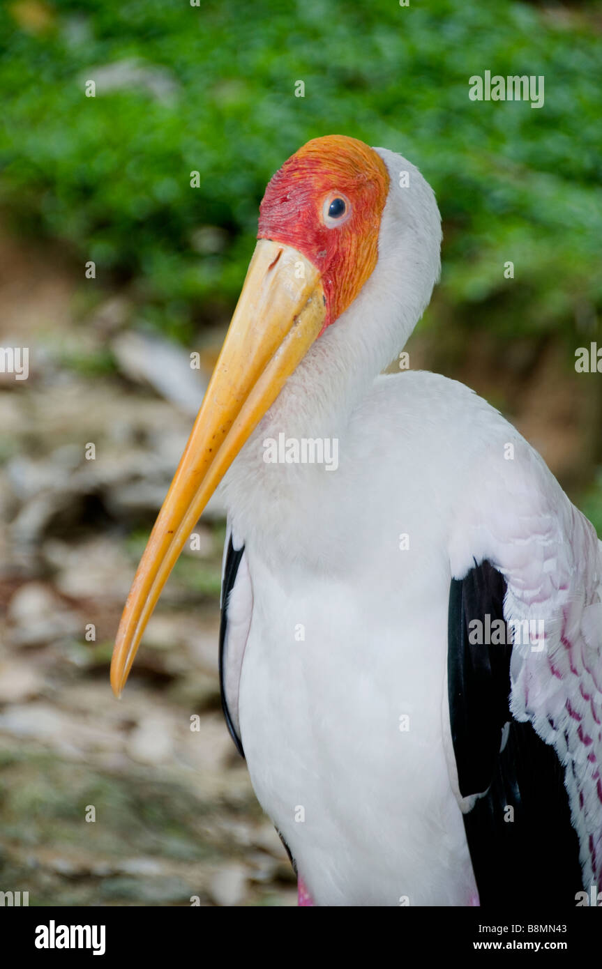 Lake Garden Herzen von Kuala Lumpur Zoo Vogelpark Storch Stockfoto