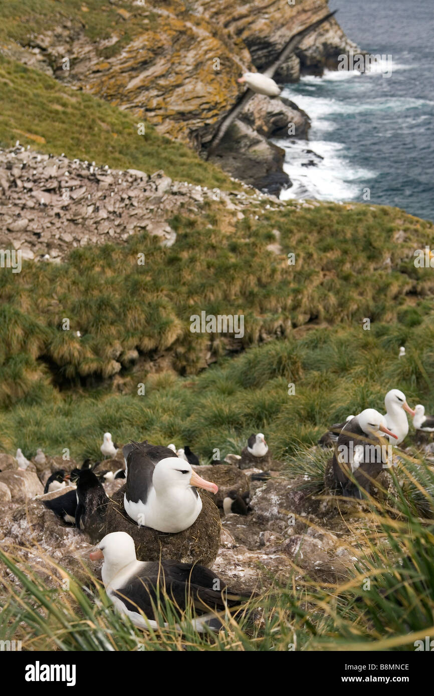 Eine Verschachtelung Kolonie von Black-browed Albatross (Thalassarche Melanophrys) in Westpoint der Falkland-Inseln. Stockfoto