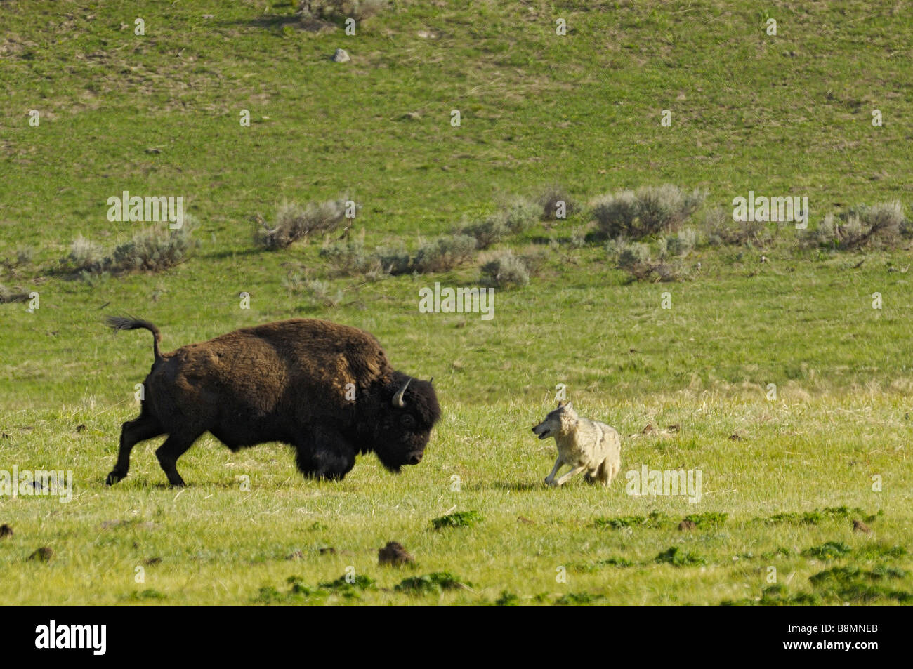 Buffalo Wolf Konfrontation Stockfoto