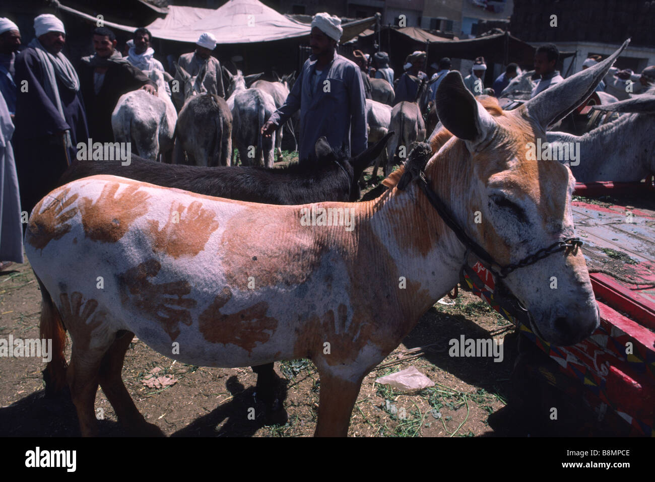 Bemalte Esel, Kamel Markt, Kairo, Ägypten Stockfoto