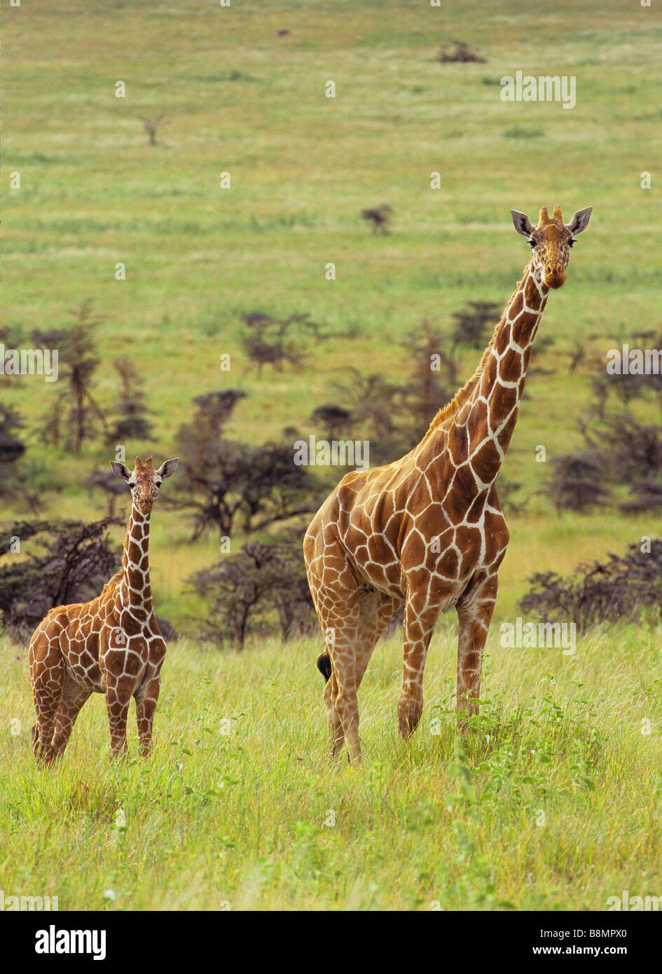 Mutter und junge Giraffe Stockfoto