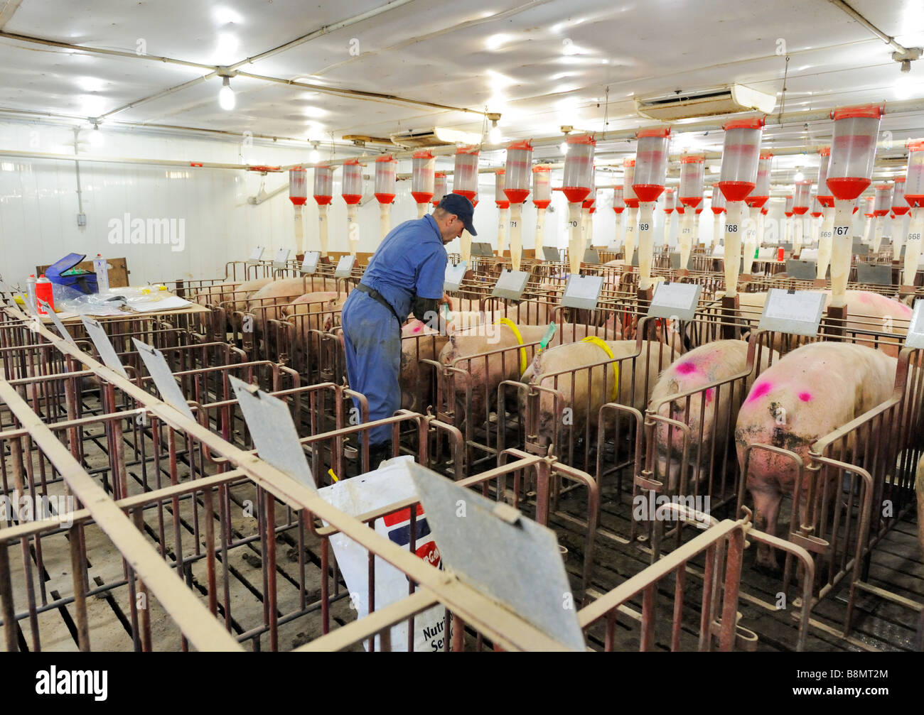 Hog Züchtung durch künstliche Befruchtung Stockfoto