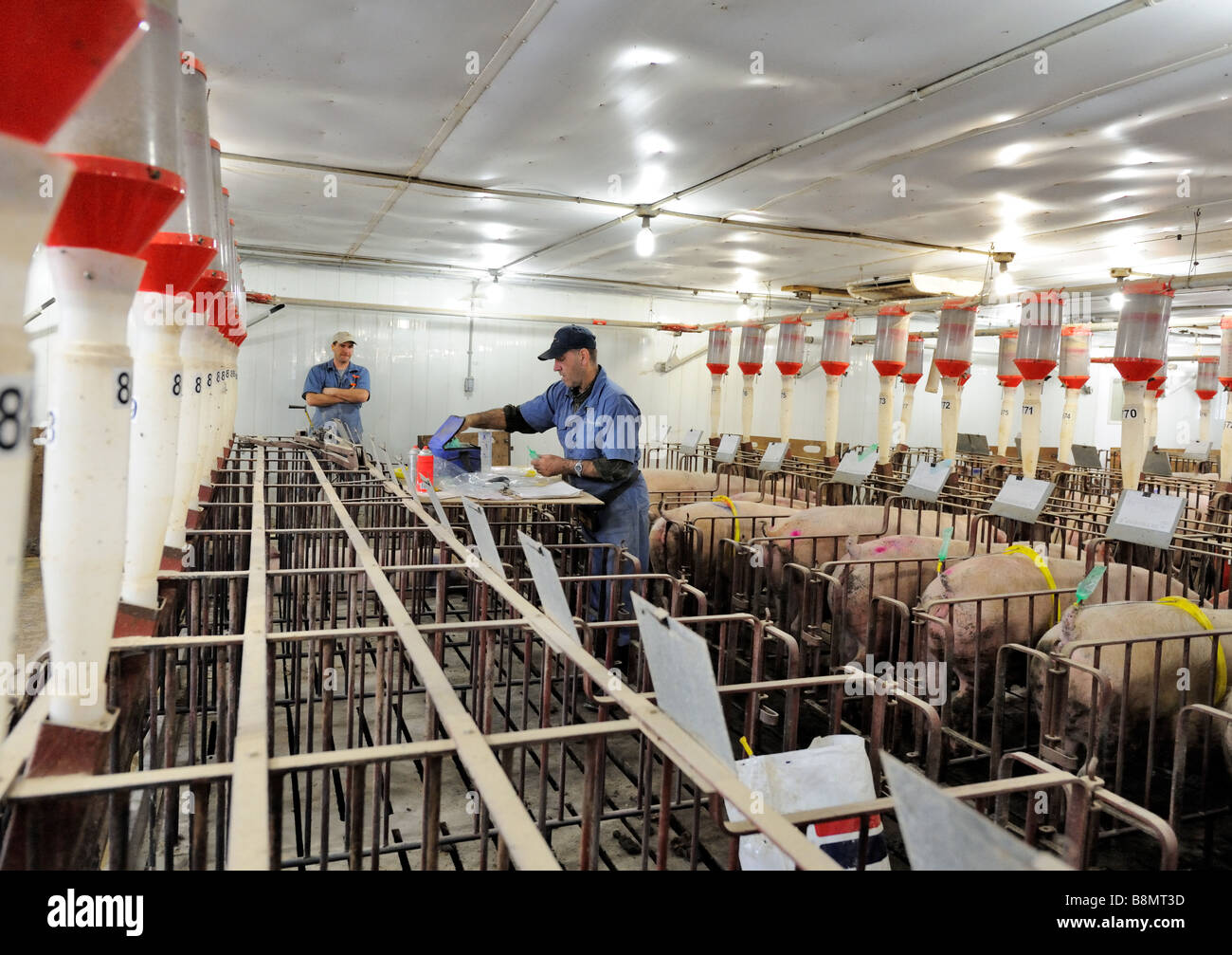 Hog Züchtung durch künstliche Befruchtung Stockfoto
