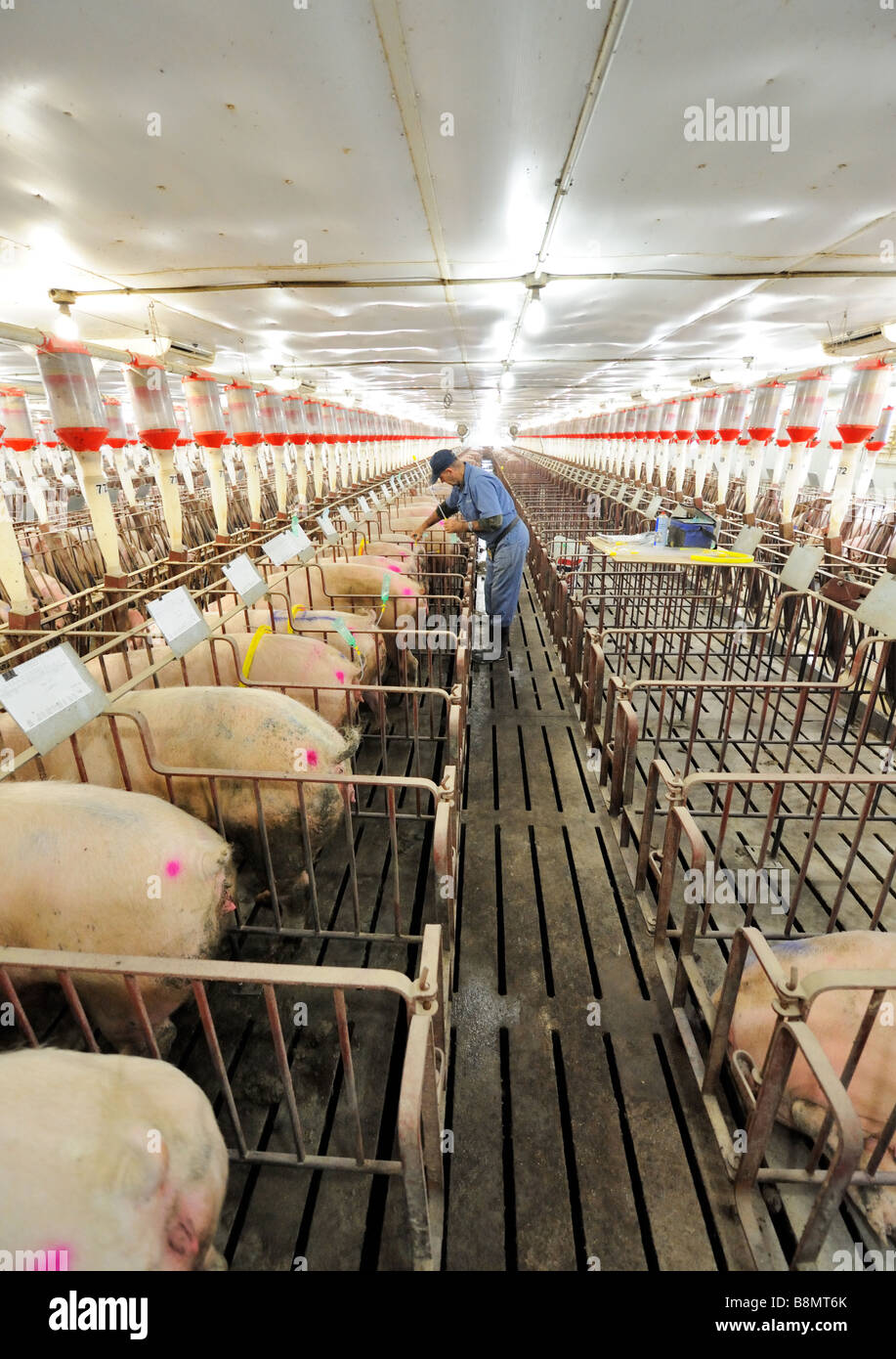 Hog Züchtung durch künstliche Befruchtung Stockfoto