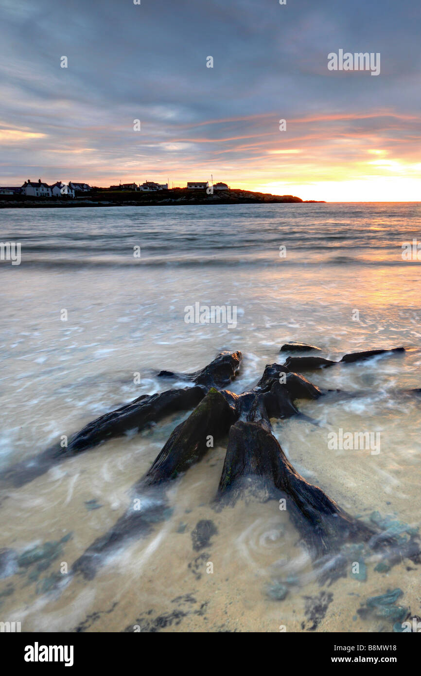 Küste Strand Wurzeln Baum Stockfoto