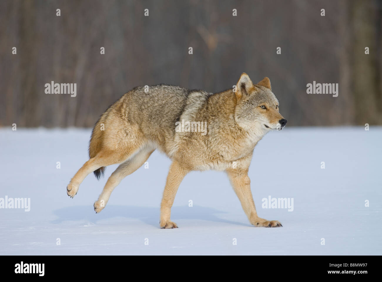 Kojote (Canis Latrans) laufen Nordamerika Stockfoto