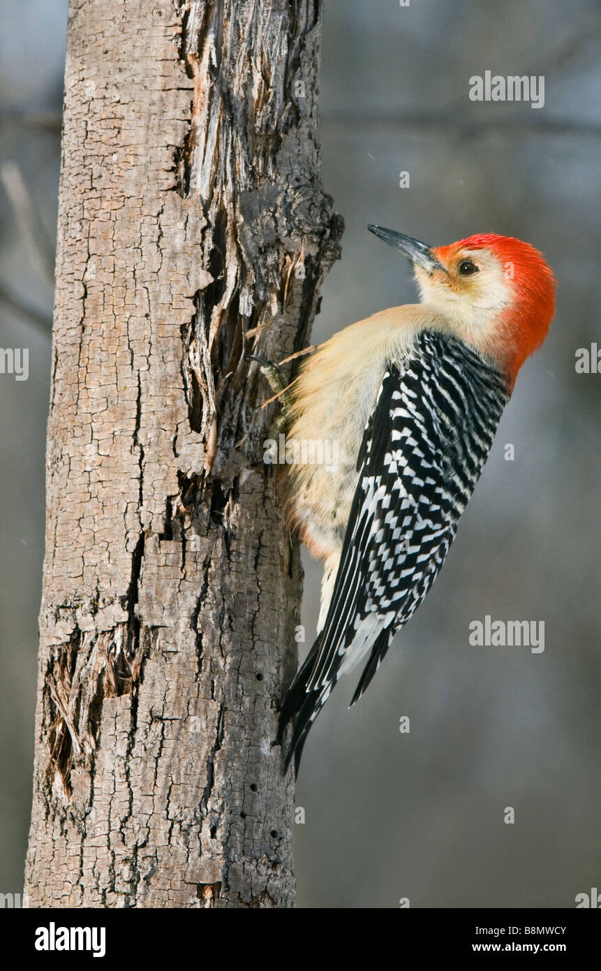 Red-bellied Woodpecker, männliche Melanerpes carolinus im Osten der USA, durch Überspringen Moody/Dembinsky Foto Assoc Stockfoto