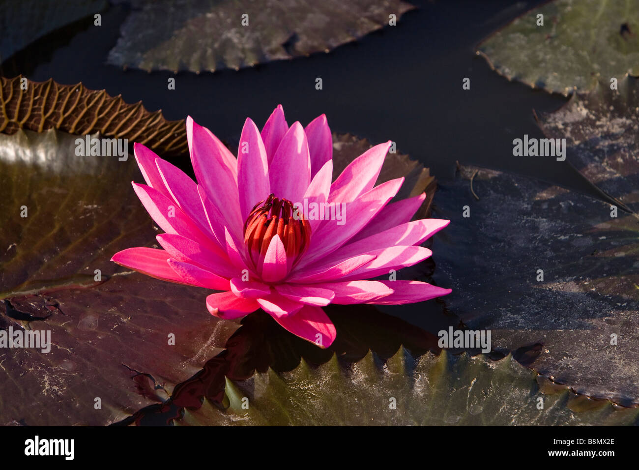 Indien-Andamanen und Nikobaren Havelock Insel Rote Seerose Blume in Hof-Teich Stockfoto