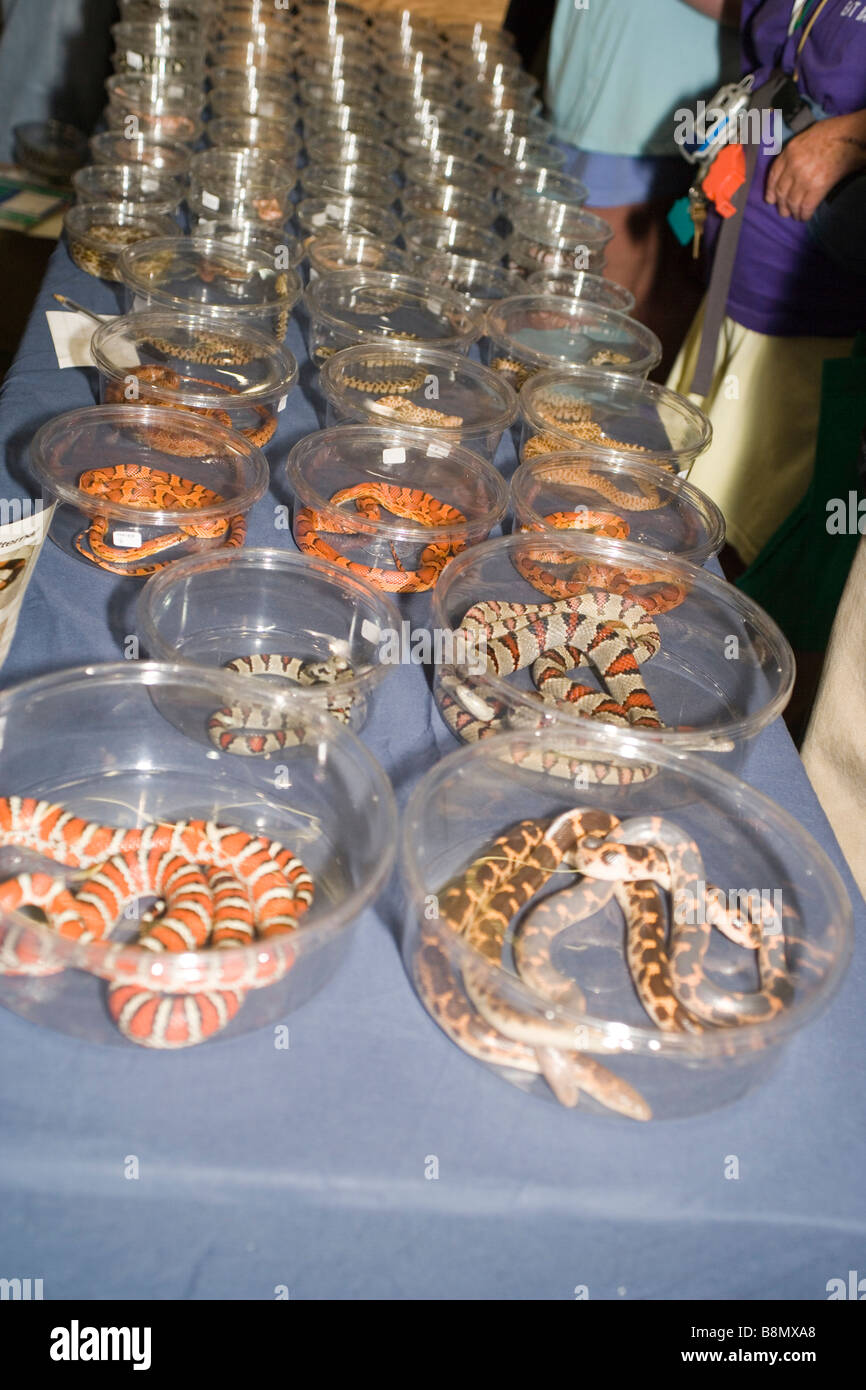 große Auswahl an Baby-Mais schlängelt sich zum Verkauf auf exotische Reptilien Expo, California Stockfoto