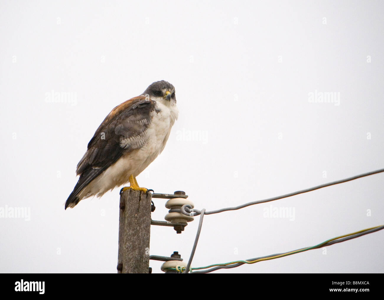 Variable Hawk thront auf einem Mast. Stockfoto