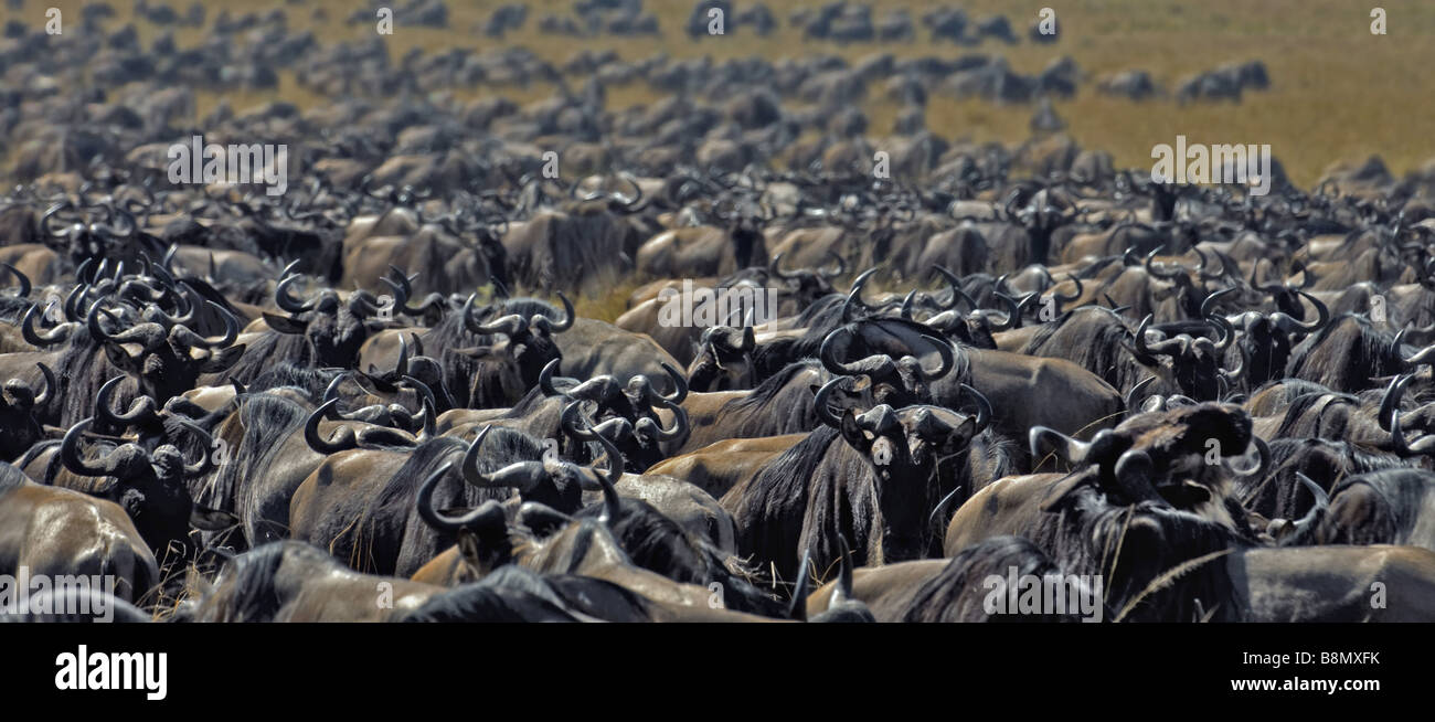 Gnus, gestromt Gnu, weißen bärtigen Gnus (Connochaetes Taurinus), während der Völkerwanderungszeit, Kenia, Masai Mara Stockfoto