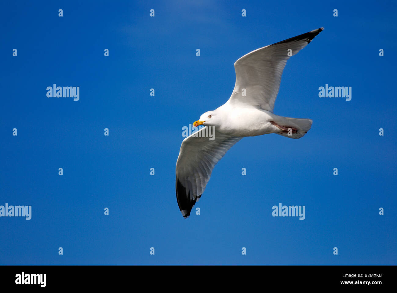 Möwe im Flug Stockfoto