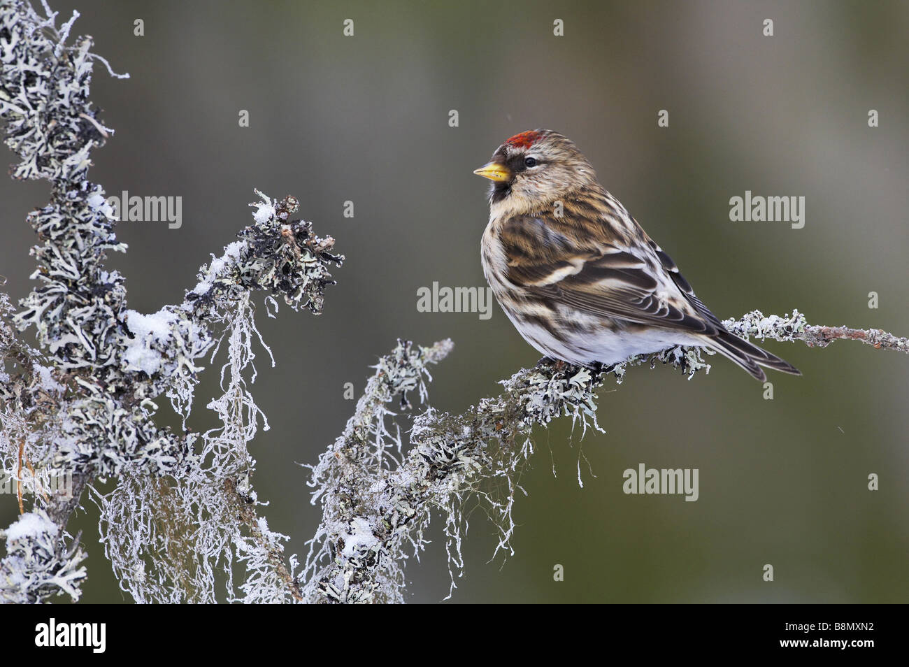Redpoll, gemeinsame Redpoll (Zuchtjahr Flammea, Acanthis Flammea), auf Ast im Winter, Finnland Stockfoto