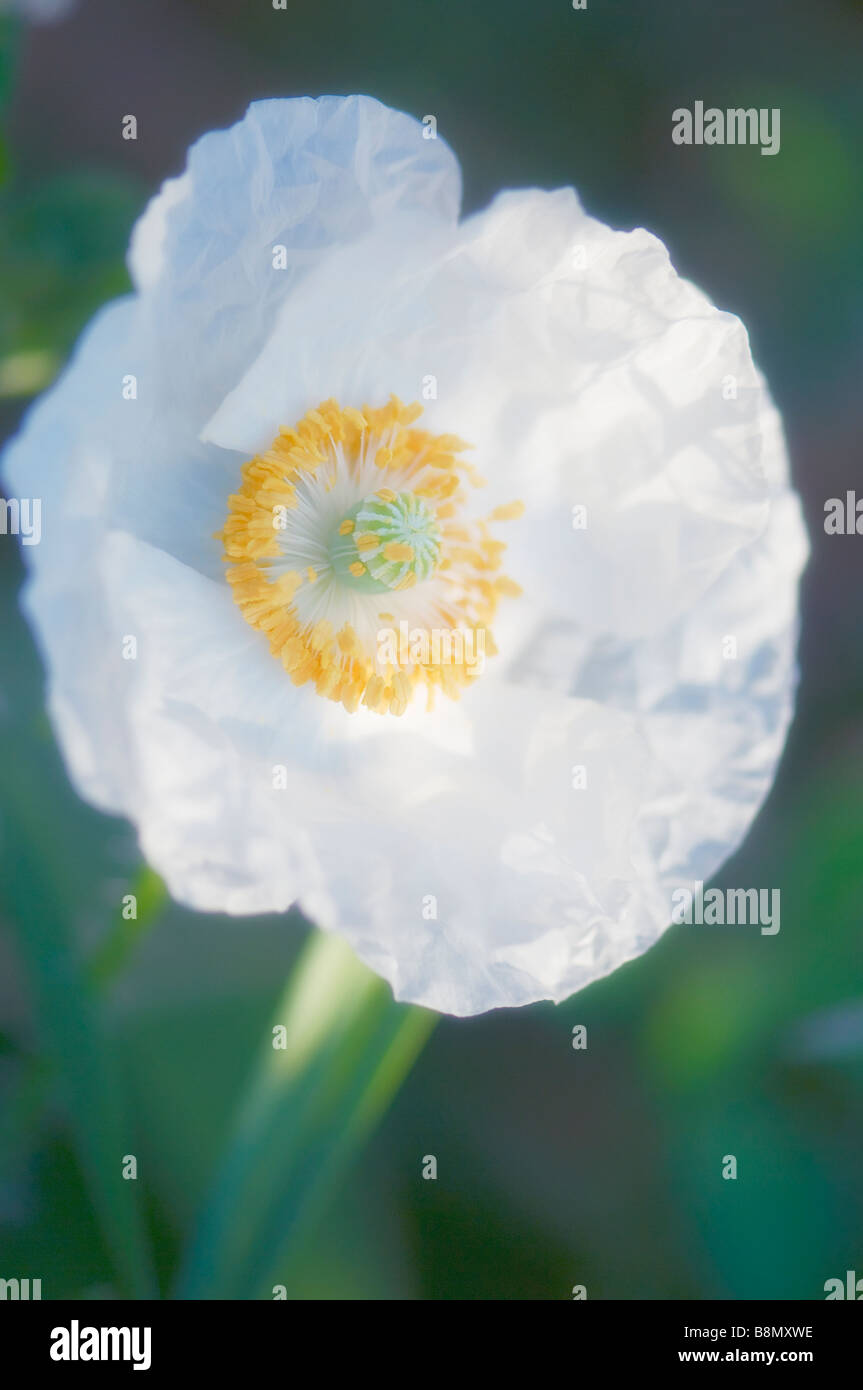 Weißen Mohn Blume voll geöffnet Stockfoto