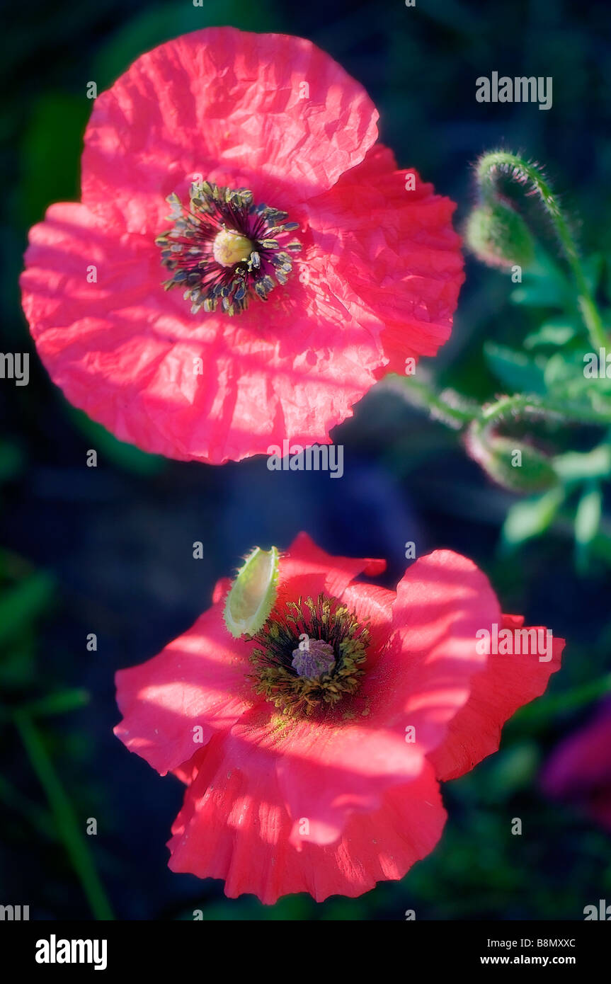 Zwei rote Shirley Mohnblume Blumen Stockfoto