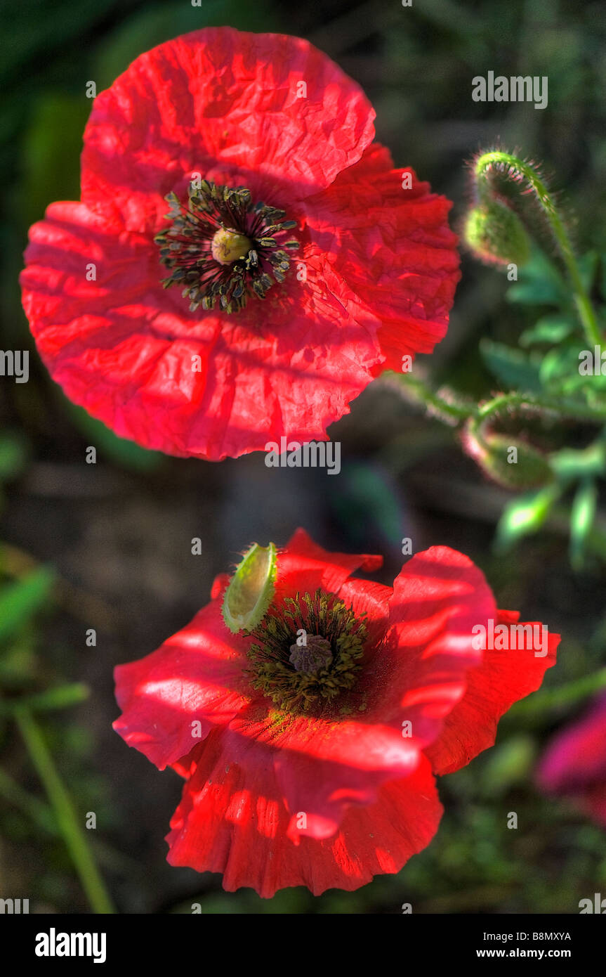 Bild von zwei rote Shirley Mohnblume Blumen Stockfoto
