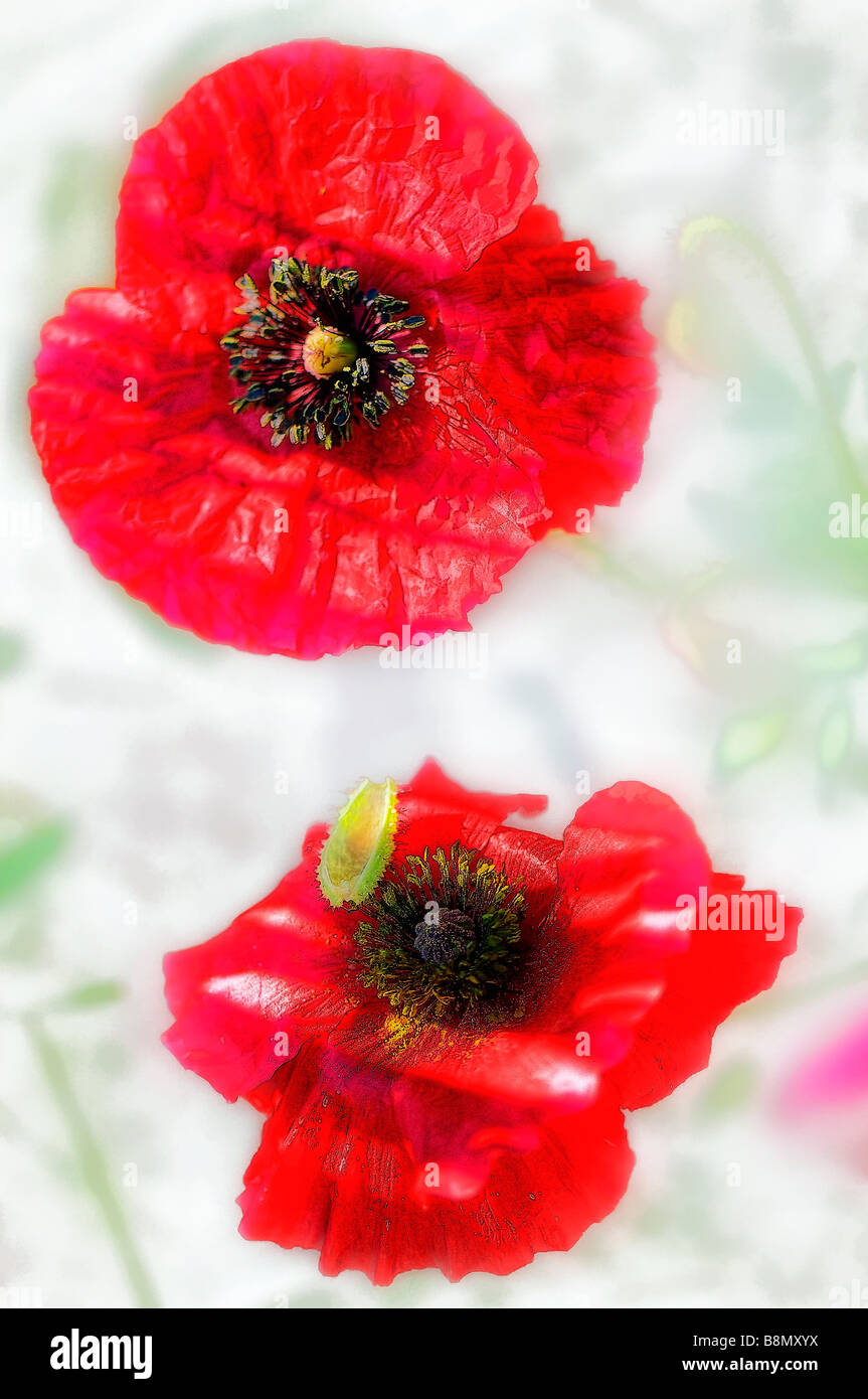 Digital Enhanced Bild von zwei rote Shirley Mohnblume Blumen Stockfoto