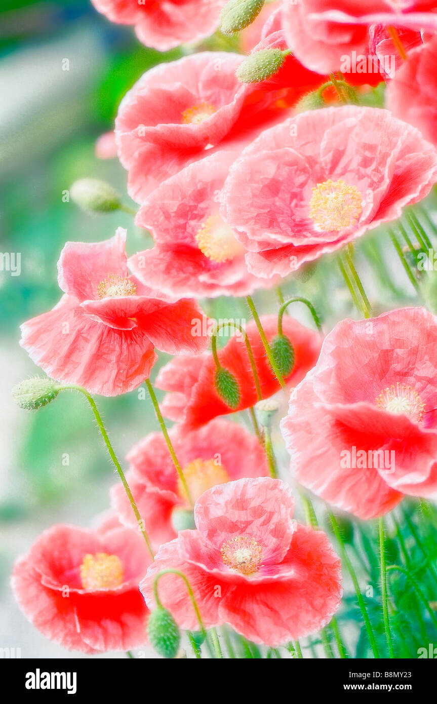 Blühende Gruppe von Shirley Mohn Blumen Stockfoto