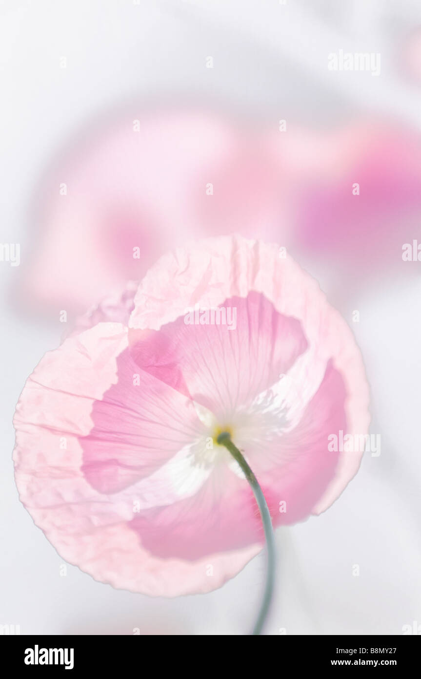 Leichte rosa Shirley Mohn Blume. Hohen Schlüsselbild Stockfoto