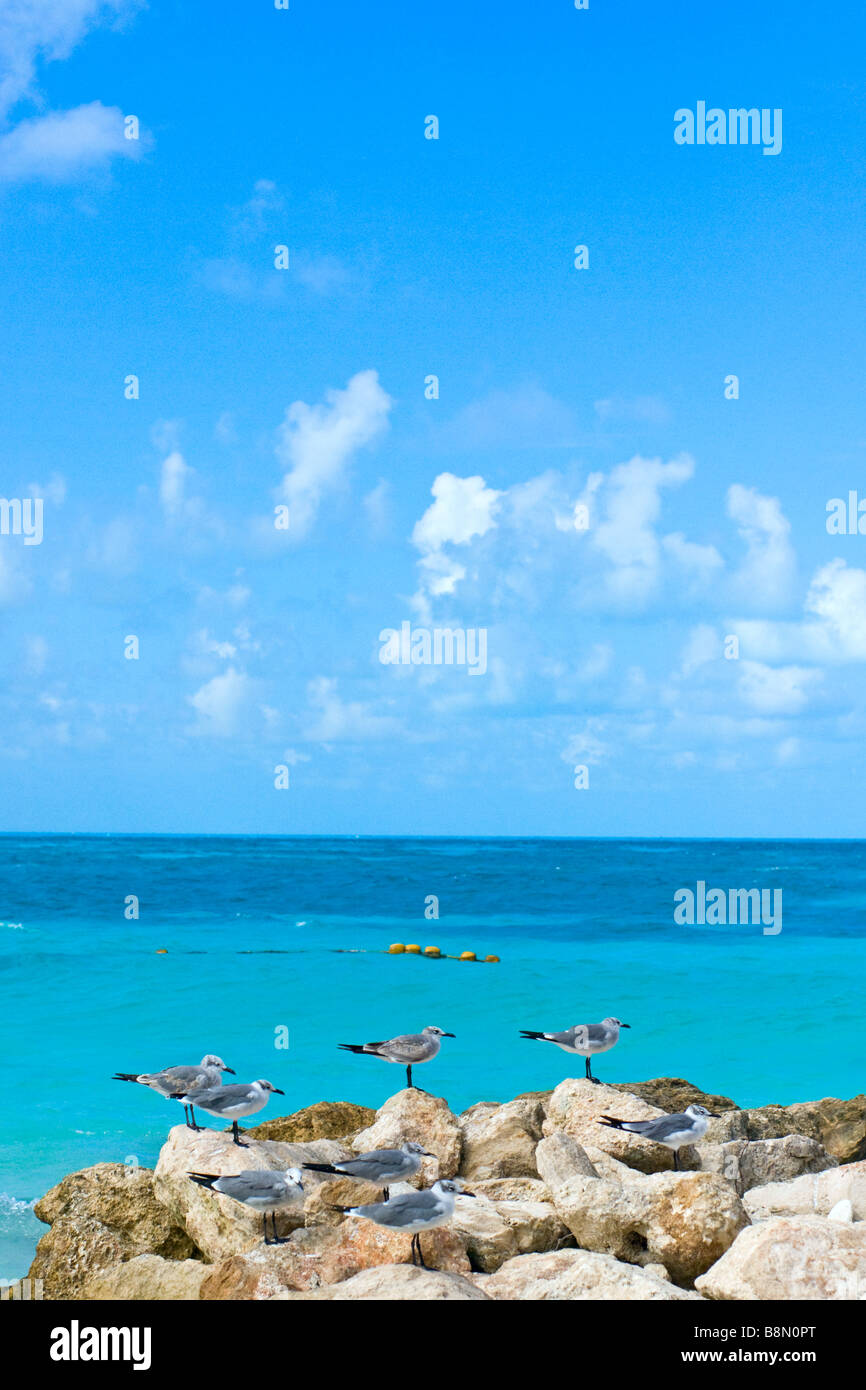 Karibische Küste für Urlaub Stockfoto