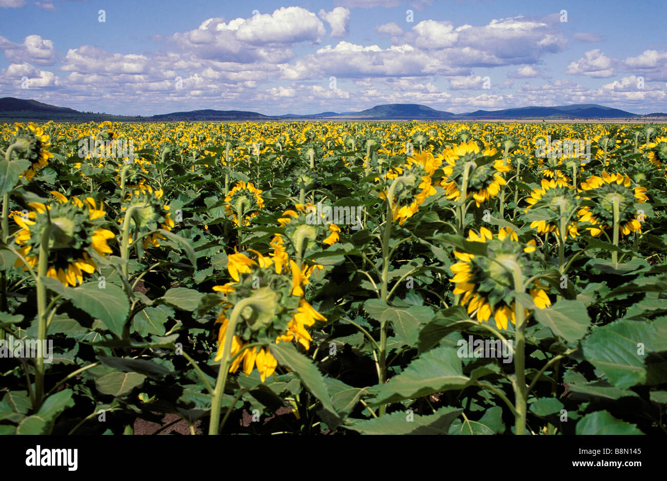 Sonnenblume Ernte Liverpool Plains New South Wales Australien Stockfoto