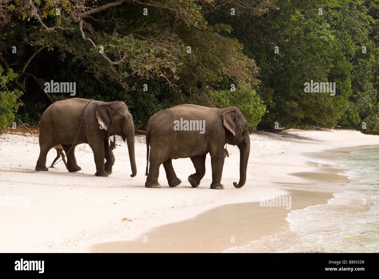 Indien-Andamanen und Nikobaren Havelock island Mahout Wandern Elefanten bis zum Meer zum Waschen Stockfoto